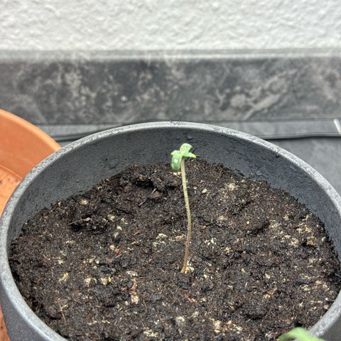 Wedding Cake growlog timeline photo