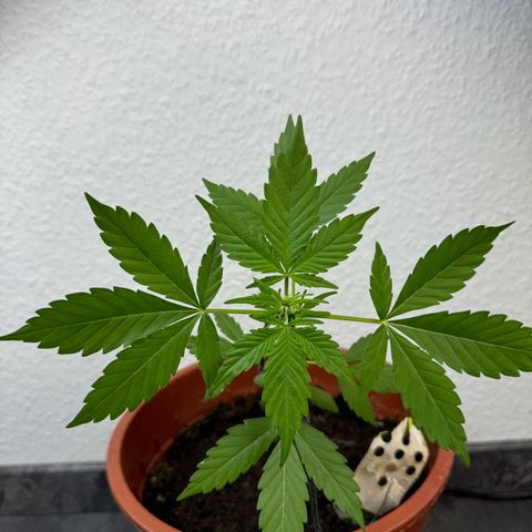 Wedding Cake Automatic growlog timeline photo
