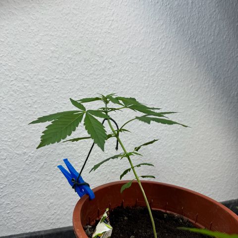 Wedding Cake Automatic growlog timeline photo