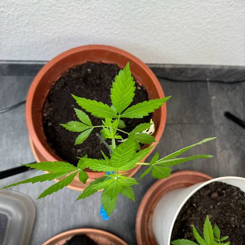 Wedding Cake Automatic growlog timeline photo
