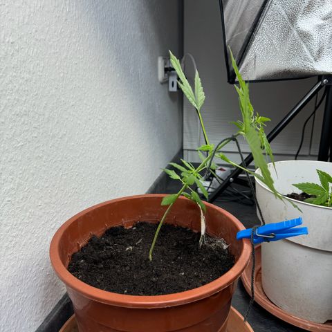 Wedding Cake Automatic growlog timeline photo
