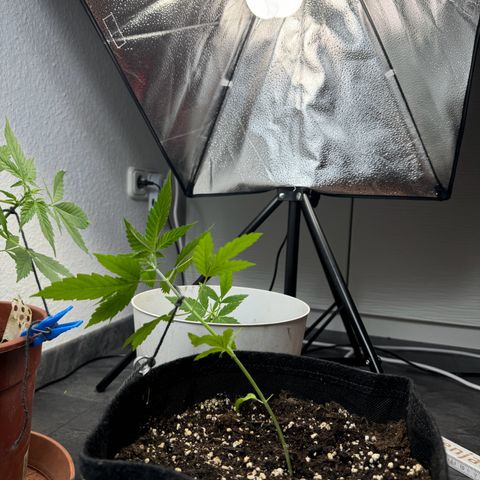 Special Queen #1 growlog timeline photo