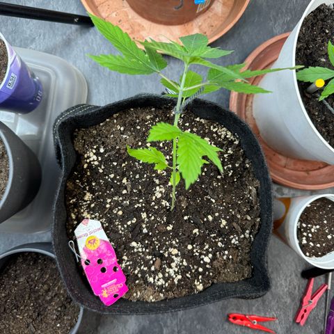 Special Queen #1 growlog timeline photo
