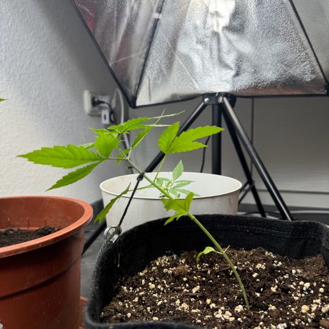 Special Queen #1 growlog timeline photo