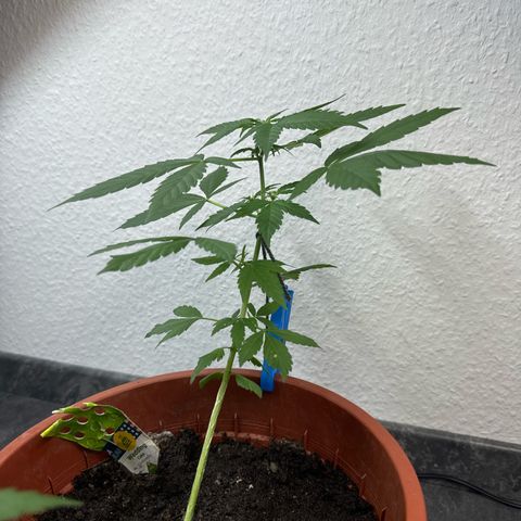 Wedding Cake Automatic growlog timeline photo