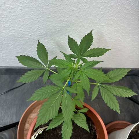 Wedding Cake Automatic growlog timeline photo