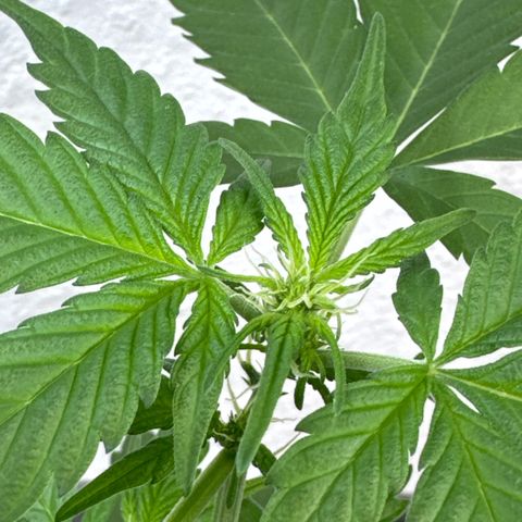 Wedding Cake Automatic growlog timeline photo