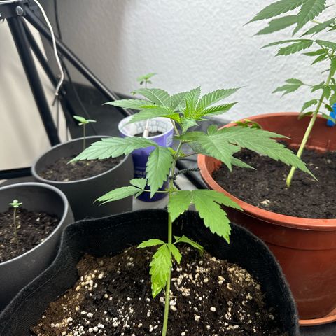 Special Queen #1 growlog timeline photo