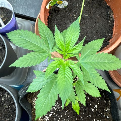 Special Queen #1 growlog timeline photo