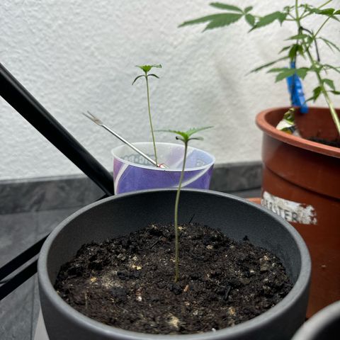 Wedding Cake growlog timeline photo