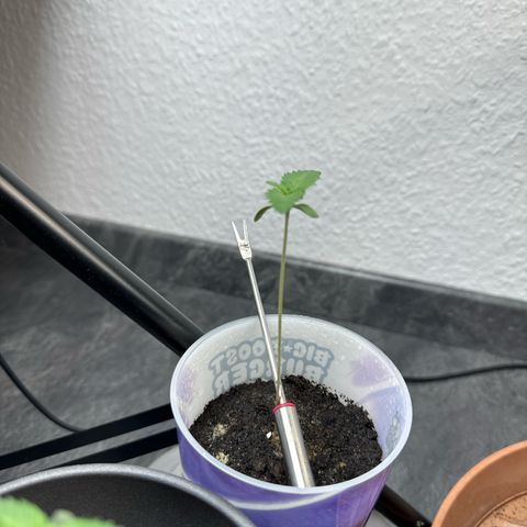 Wedding cake Becher growlog timeline photo