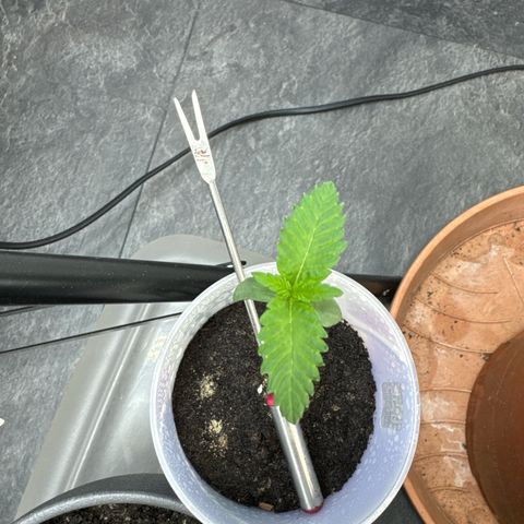 Wedding cake Becher growlog timeline photo