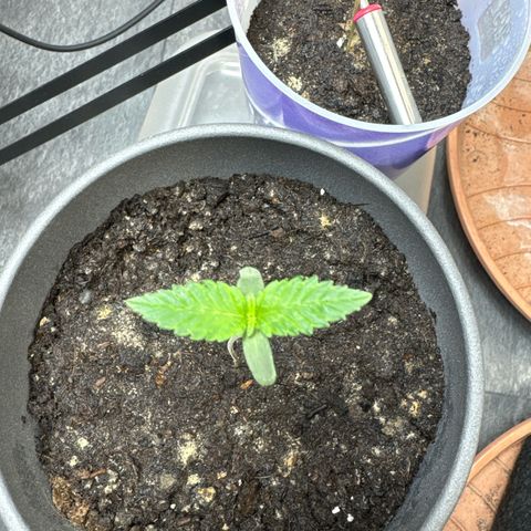 Wedding Cake growlog timeline photo