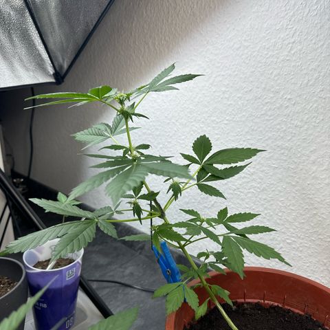 Wedding Cake Automatic growlog timeline photo