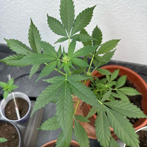 Wedding Cake Automatic growlog timeline photo