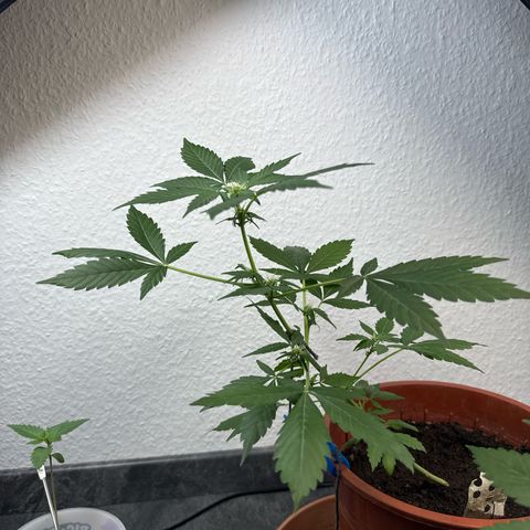 Wedding Cake Automatic growlog timeline photo
