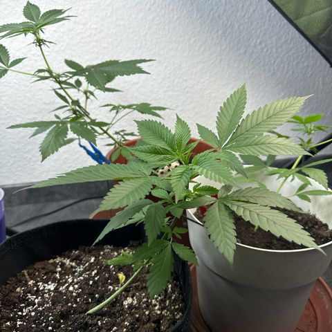 Special Queen #1 growlog timeline photo