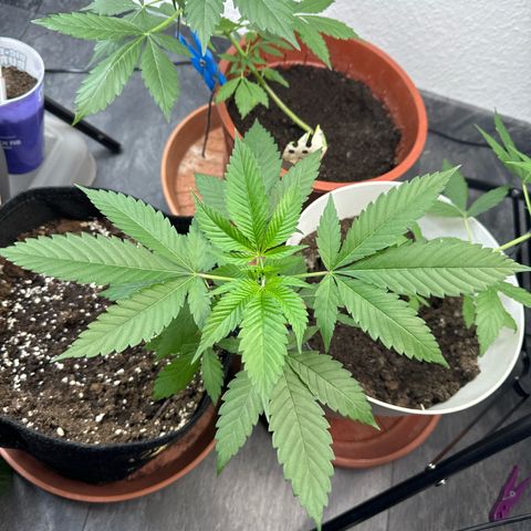 Special Queen #1 growlog timeline photo