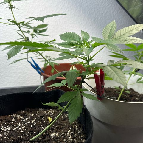 Special Queen #1 growlog timeline photo