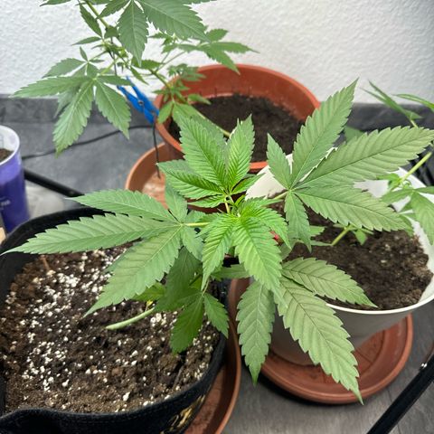 Special Queen #1 growlog timeline photo