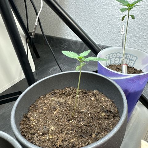 Wedding Cake growlog timeline photo