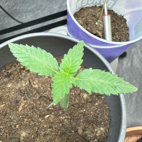 Wedding Cake growlog timeline photo