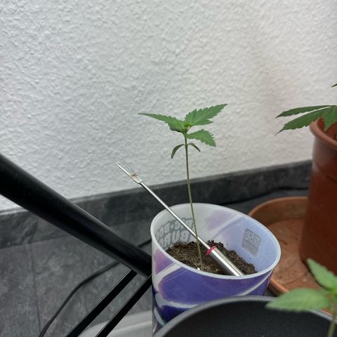 Wedding cake Becher growlog timeline photo