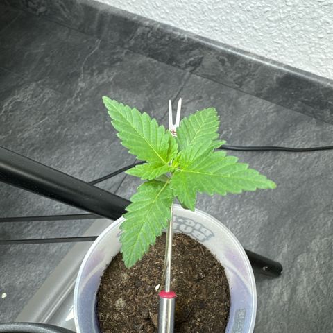 Wedding cake Becher growlog timeline photo