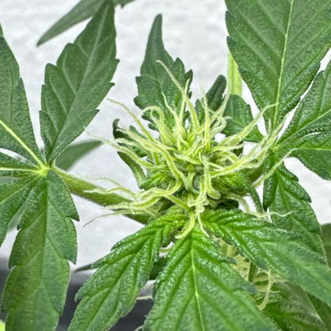 Wedding Cake Automatic growlog timeline photo