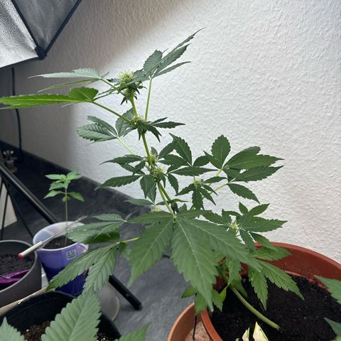 Wedding Cake Automatic growlog timeline photo