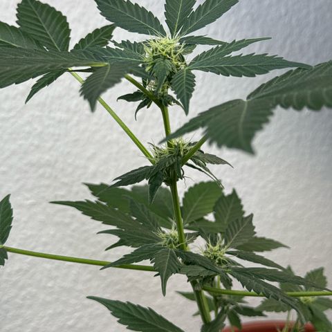 Wedding Cake Automatic growlog timeline photo