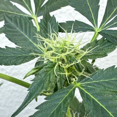 Wedding Cake Automatic growlog timeline photo