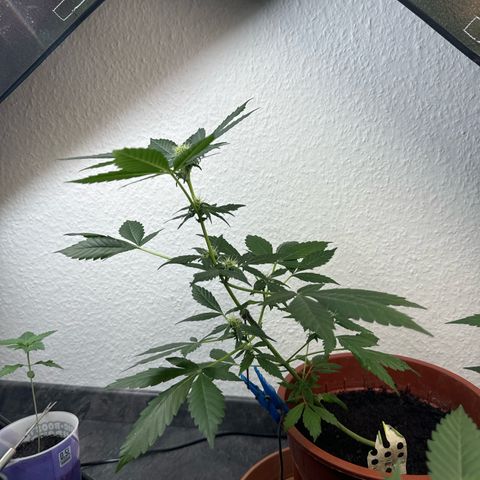 Wedding Cake Automatic growlog timeline photo