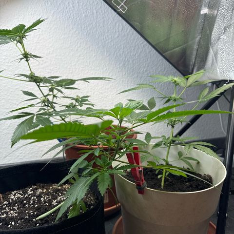 Special Queen #1 growlog timeline photo