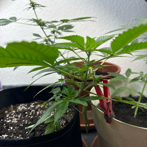 Special Queen #1 growlog timeline photo