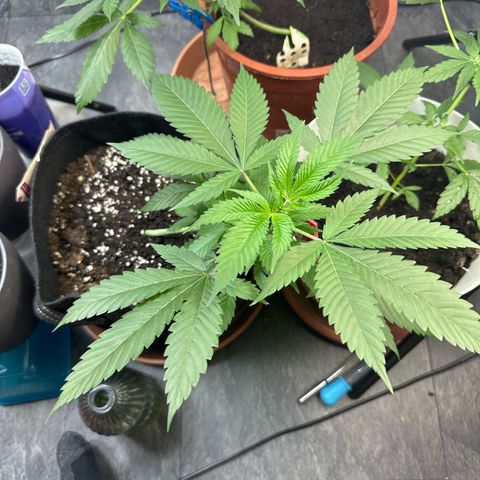Special Queen #1 growlog timeline photo