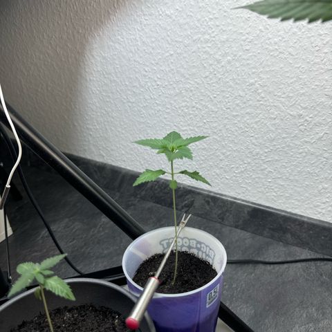 Wedding cake Becher growlog timeline photo