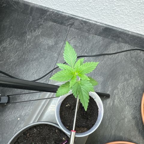 Wedding cake Becher growlog timeline photo