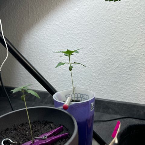 Wedding cake Becher growlog timeline photo