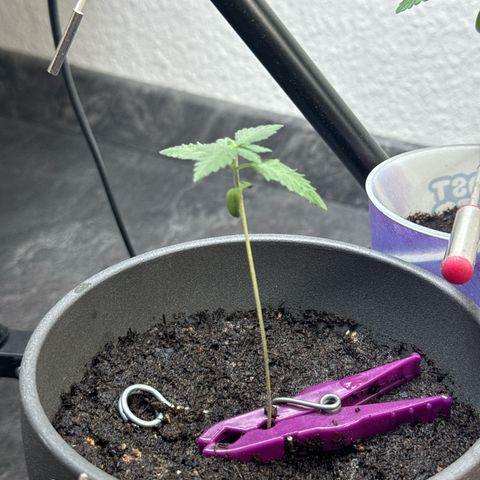 Wedding Cake growlog timeline photo