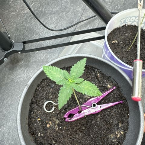 Wedding Cake growlog timeline photo