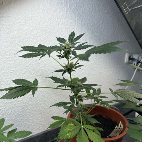 Wedding Cake Automatic growlog timeline photo