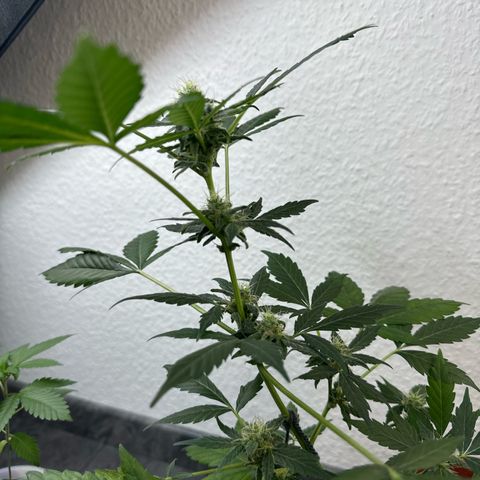 Wedding Cake Automatic growlog timeline photo