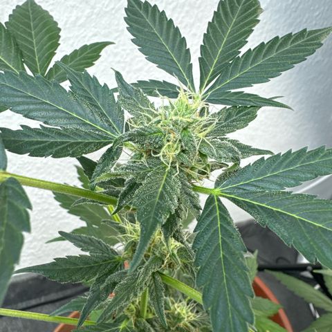 Wedding Cake Automatic growlog timeline photo