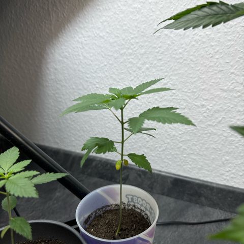 Wedding cake Becher growlog timeline photo