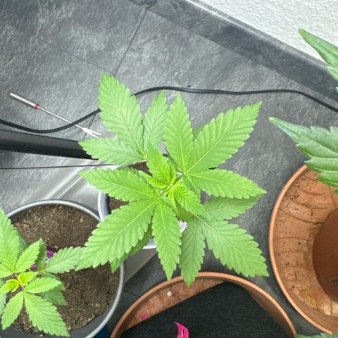 Wedding cake Becher growlog timeline photo