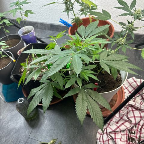 Special Queen #1 growlog photo: Low stress training