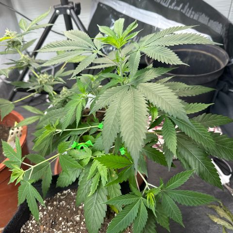 Special Queen #1 growlog photo: Low stress training