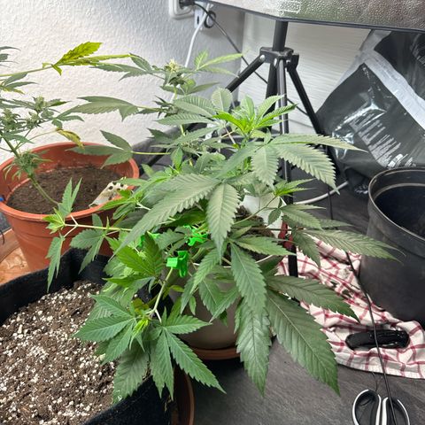 Special Queen #1 growlog photo: Low stress training