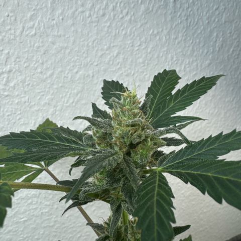 Wedding Cake Automatic growlog timeline photo
